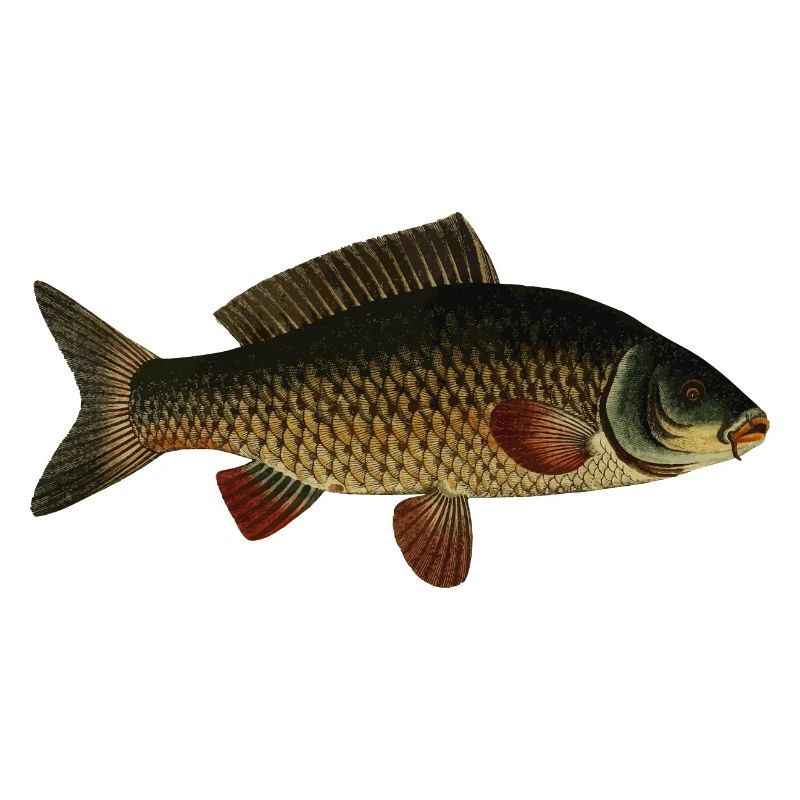 Carp Fish