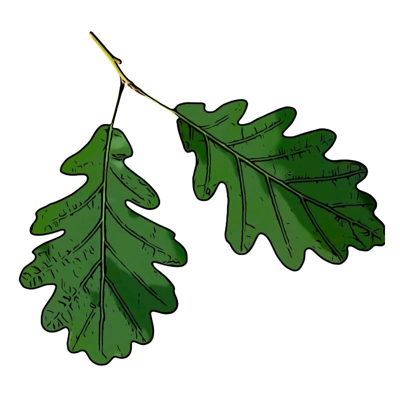 Oak leaf oak leaf