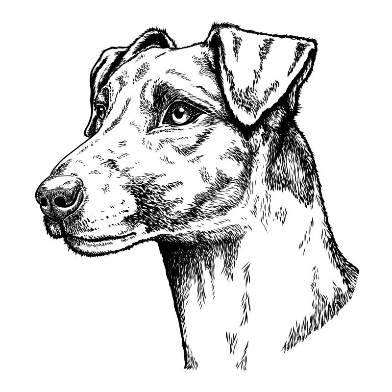 Foxterrier Glatthaar Portrait