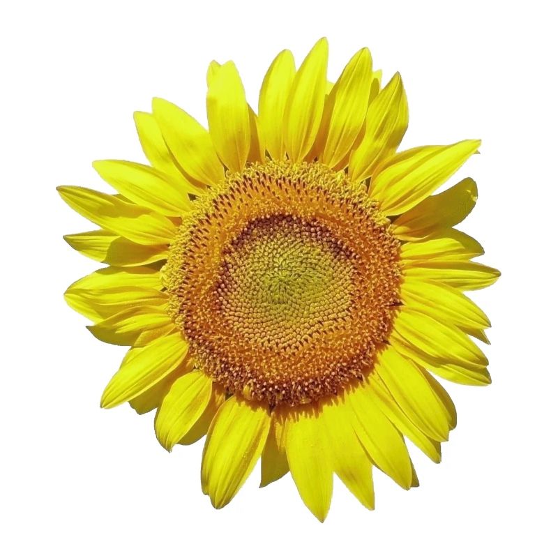 Sonnenblume