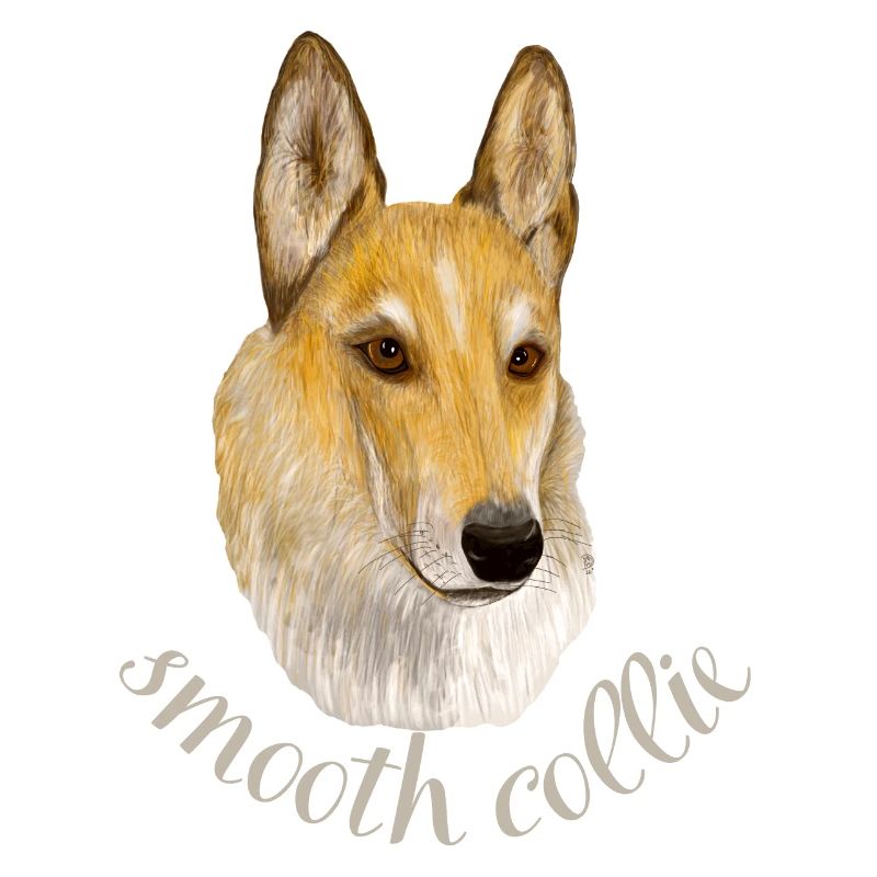 Smooth collie