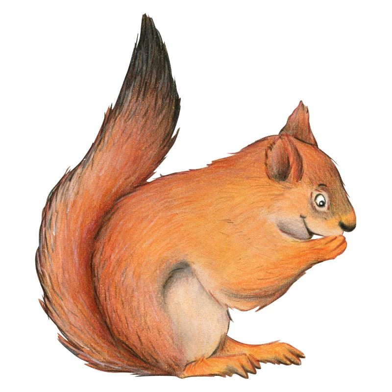 écureuil
