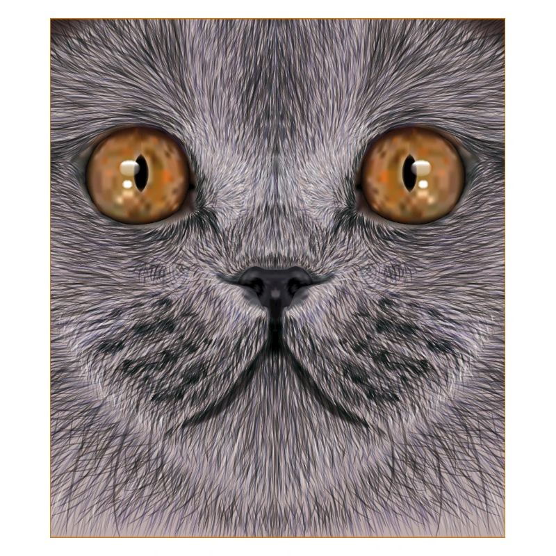 Britisch-Kurzhaar-Katze