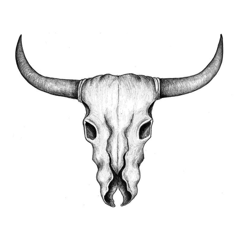 Büffelschädel
