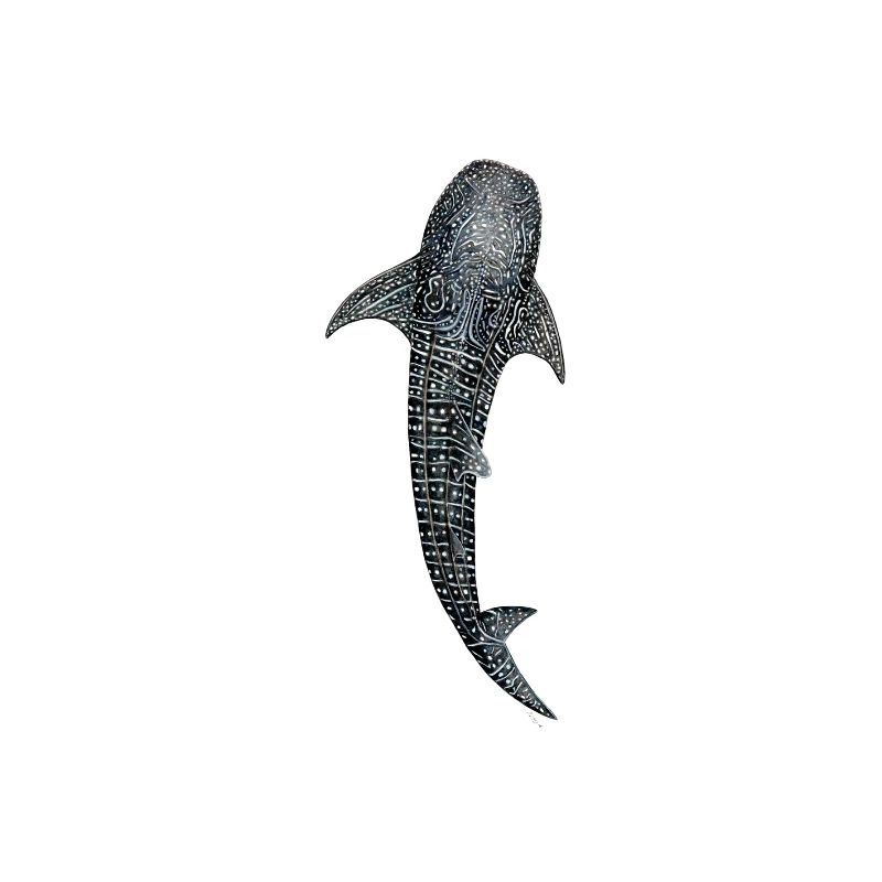 Requin baleine