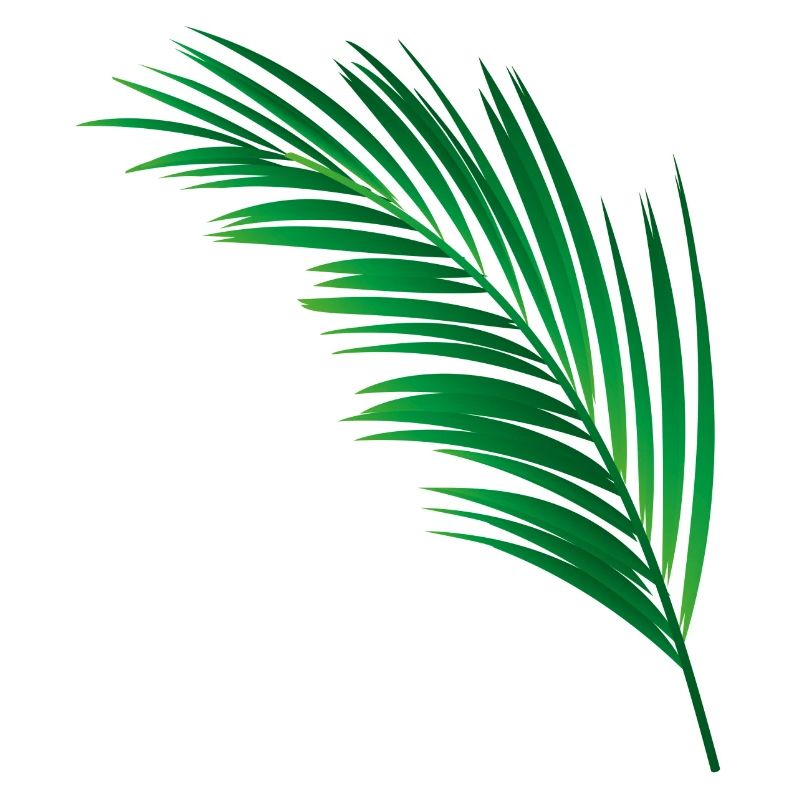 single green palm leaf