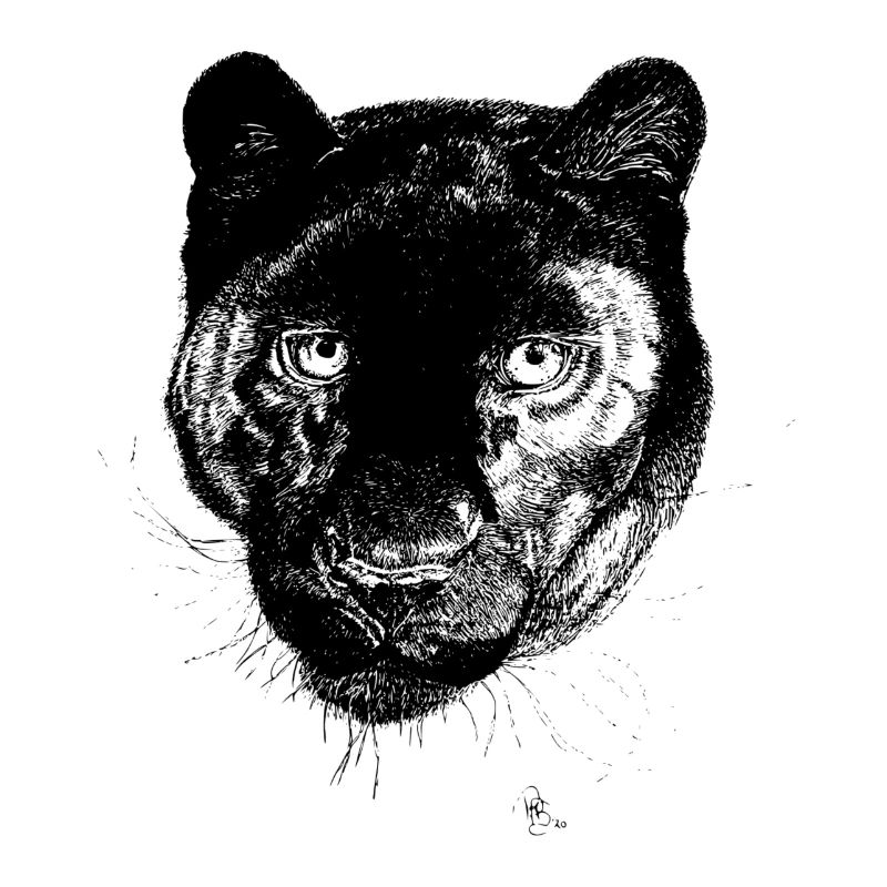 Schwarzer Panther