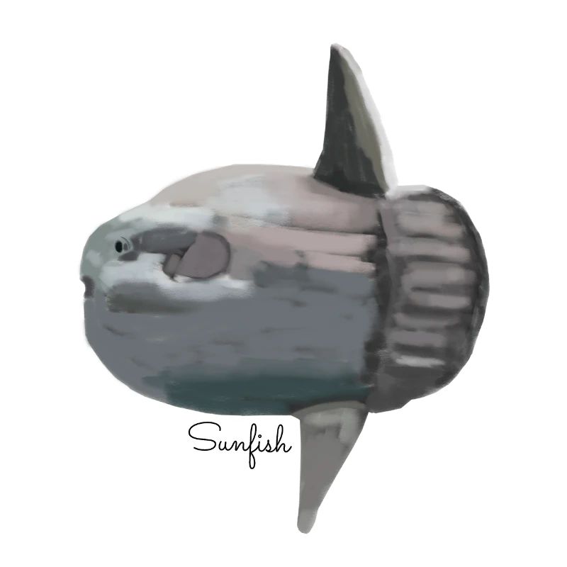 Mondfisch (Sunfish)