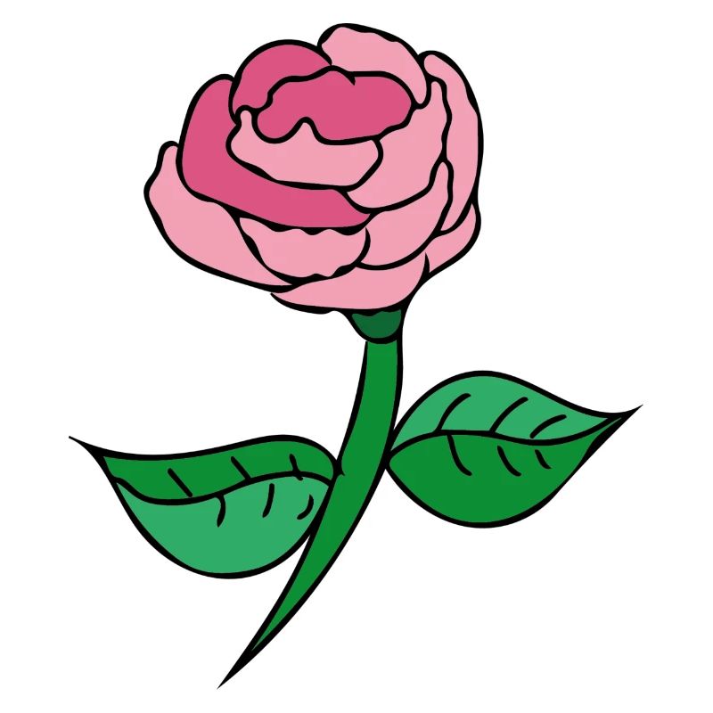 Pink Rose