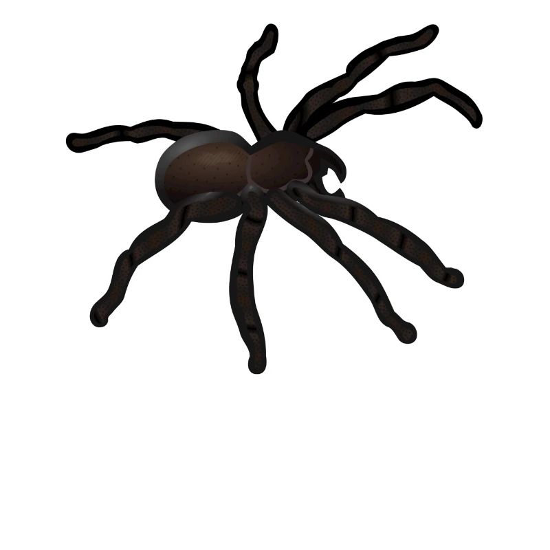 spider