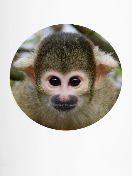 Affe