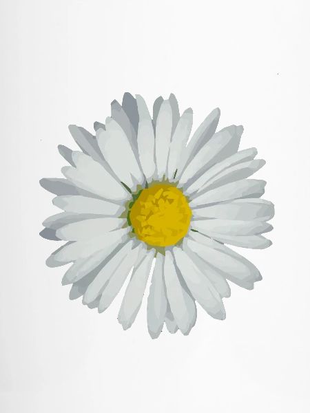 Gänseblümchen