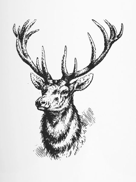 Hirsch