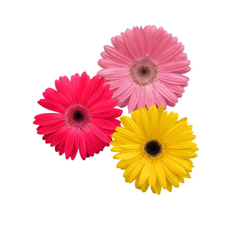 Gerbera fleurs colorées, Gerberas, fleurs,