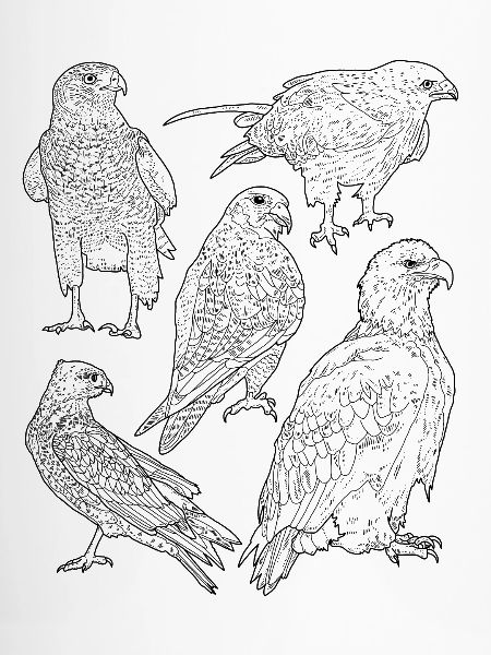 Raubvögel, Greifvögel