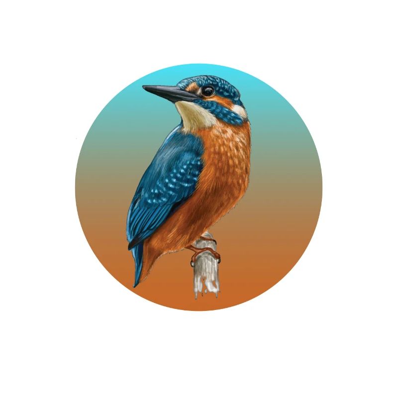 Vögel Eisvogel Vogel