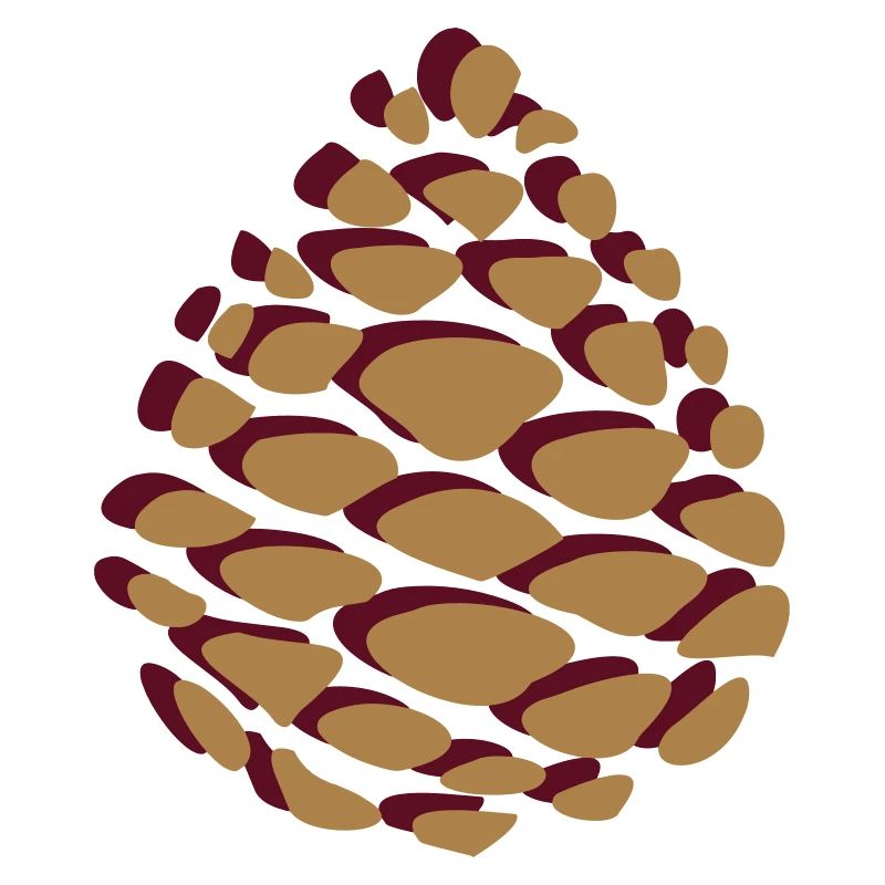 Pine cones pinecone pomme de pin Wald forest