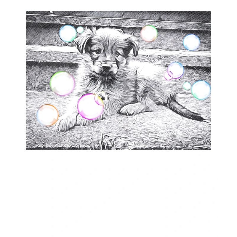 sweet Harz fox puppy with soap bubbles