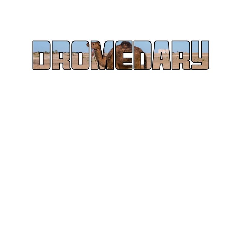 Dromadaire