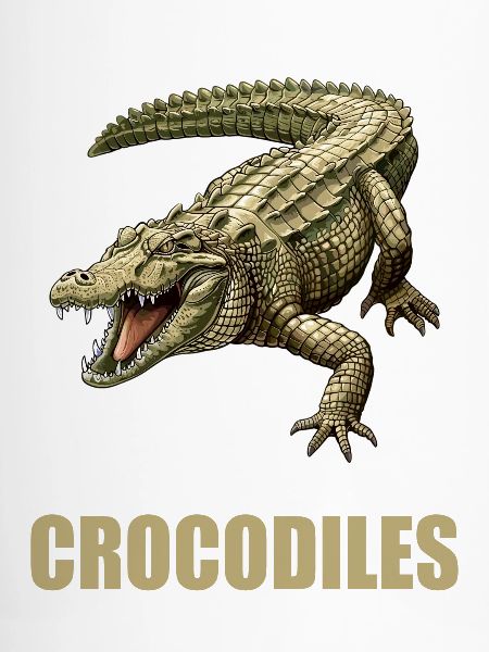 Krokodile Krokodil