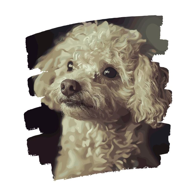 Caniche