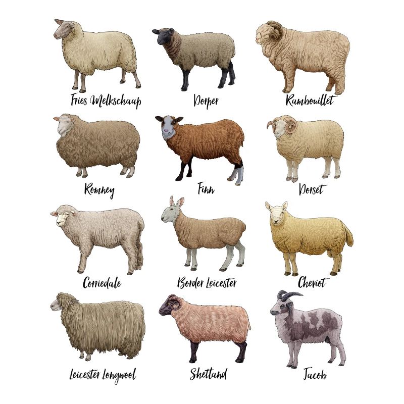 Dessins de moutons - Moutons