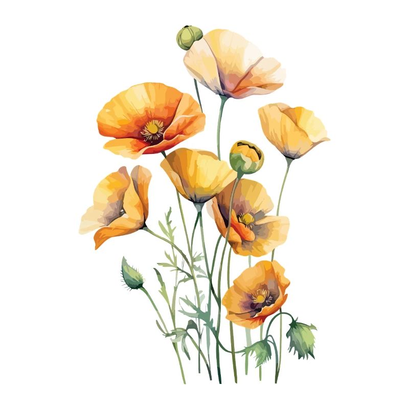 Mohn