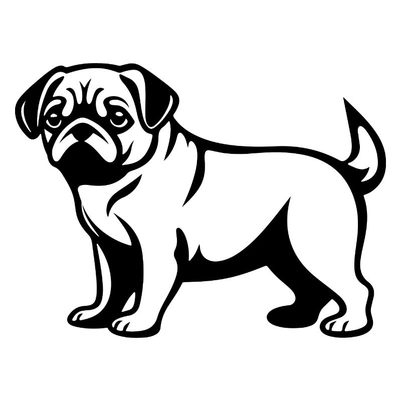 Pug Hund