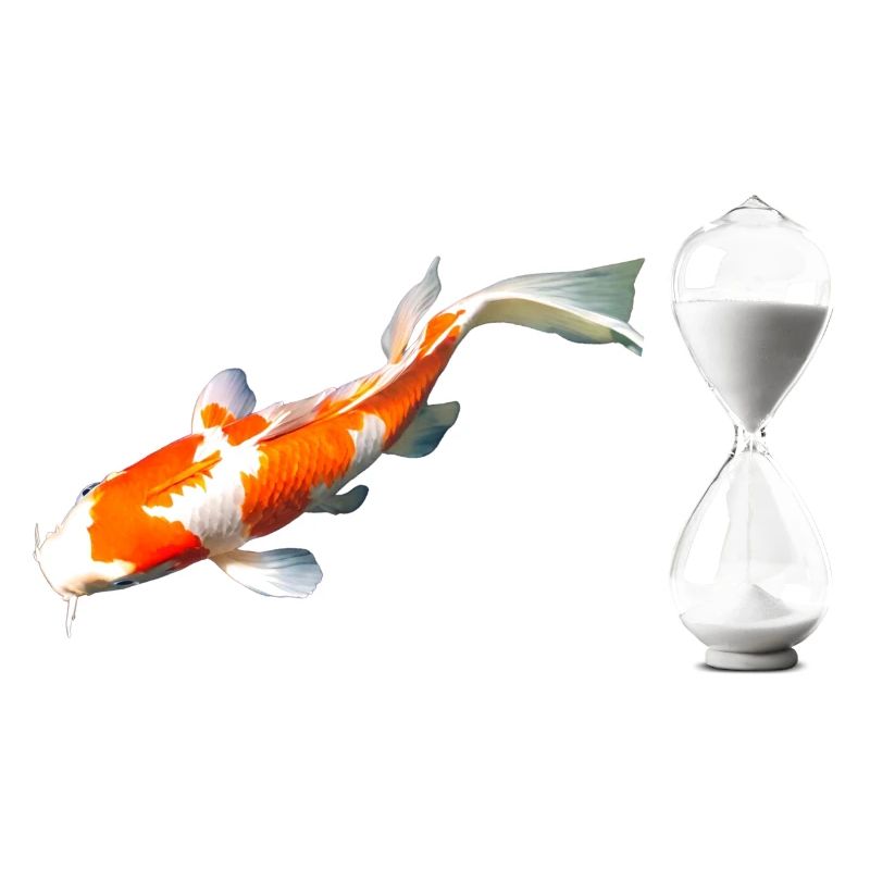 KOI Zeit