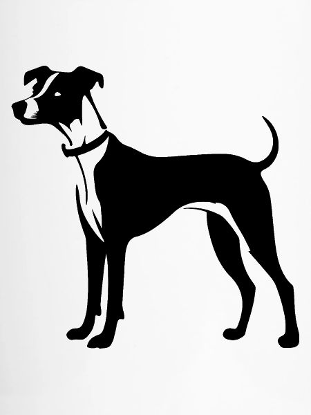 Whippet Hund