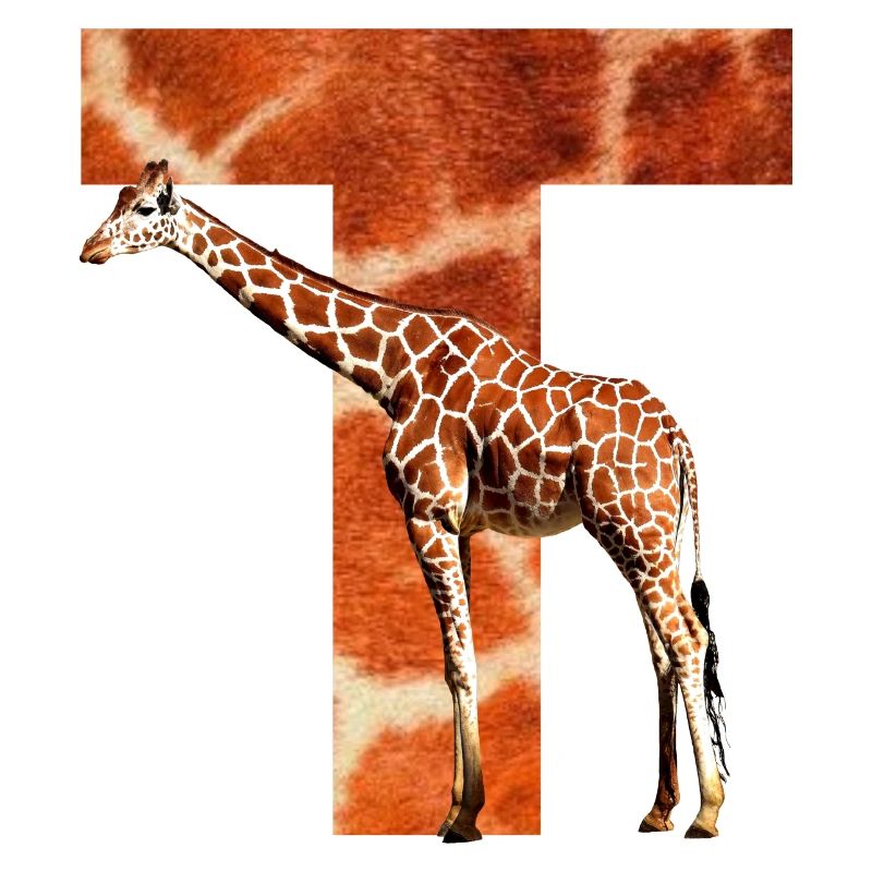 giraffe t