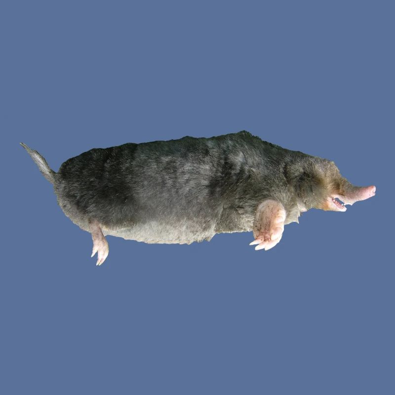 Mole