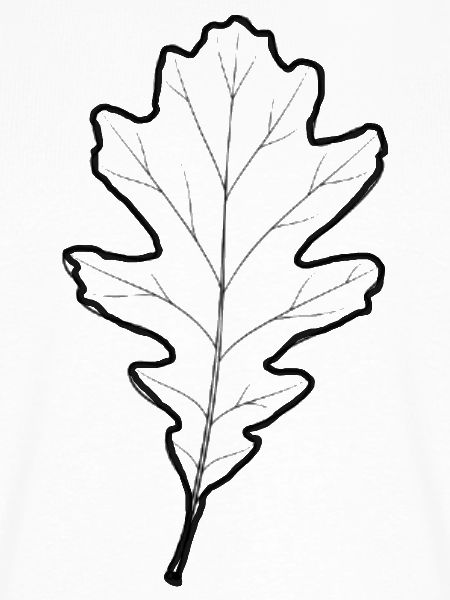 LiGu-Design - Eichenblatt Umriss 