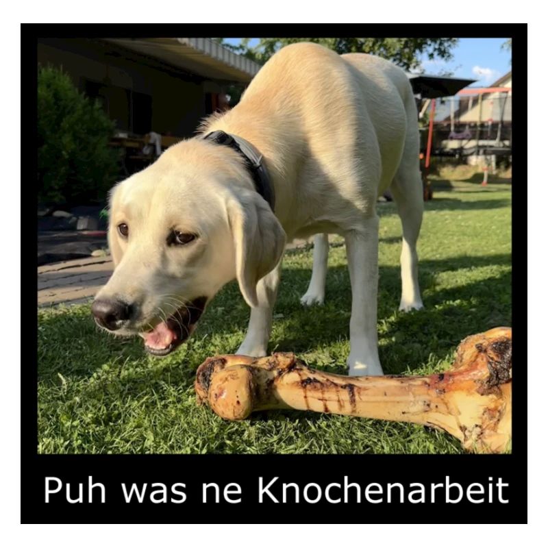Labrador hat Knochenjob