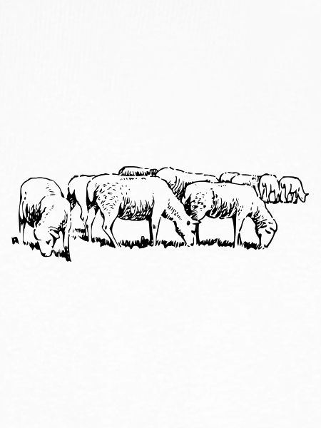 sheep25