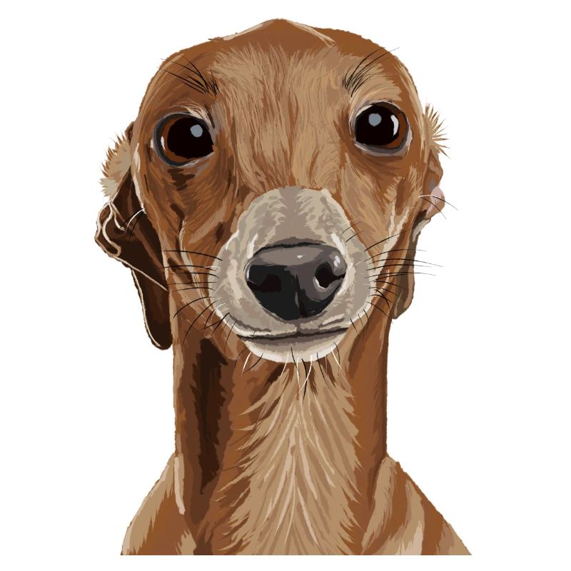 Greyhound