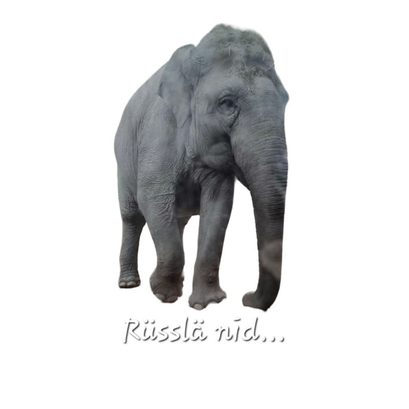 Nid rüsslä