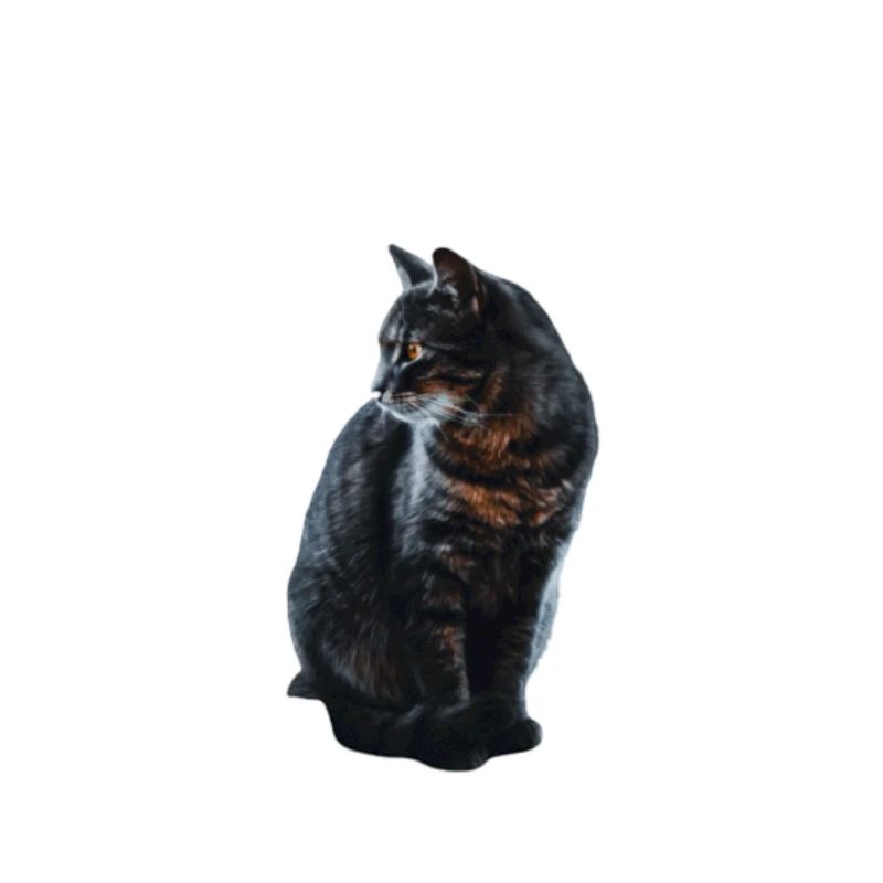 Sticker de Chat 3D