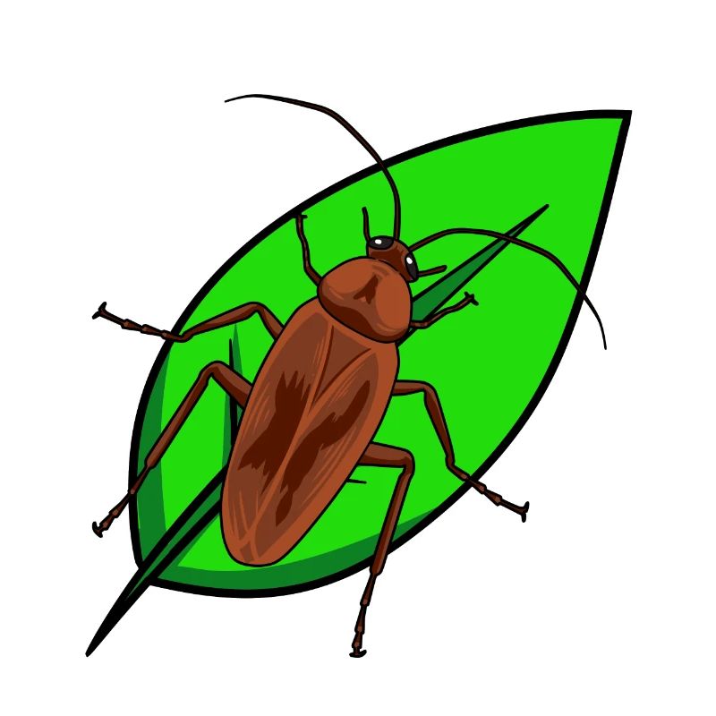 Owady robactwo karaluchy