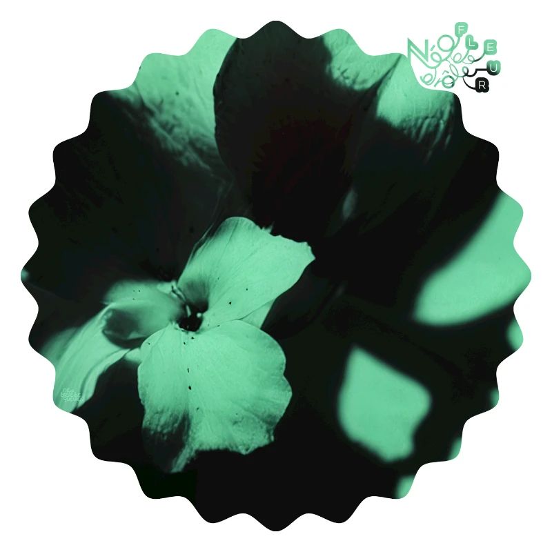 NDDF #17 Florephorescent