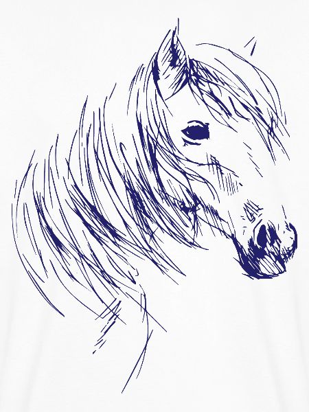 Reiten Pferde Reitsport