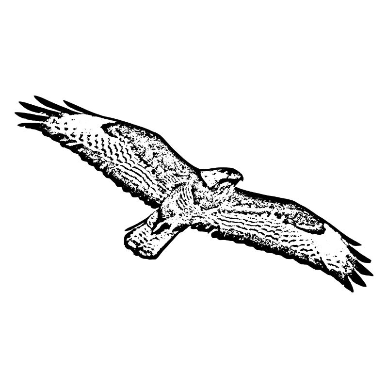 Bird of prey buzzard Buzzard Bird