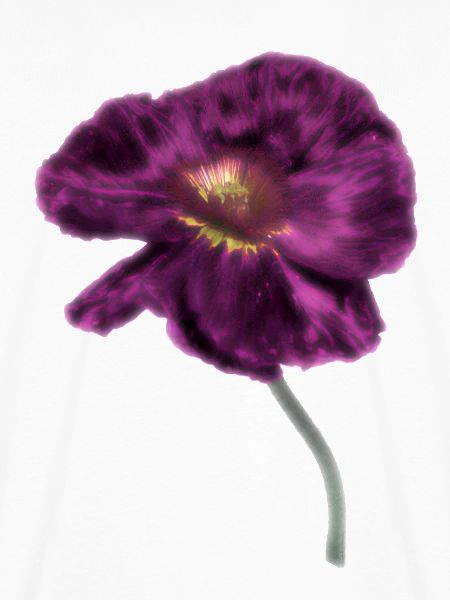 Intensiver Magenta-Mohn