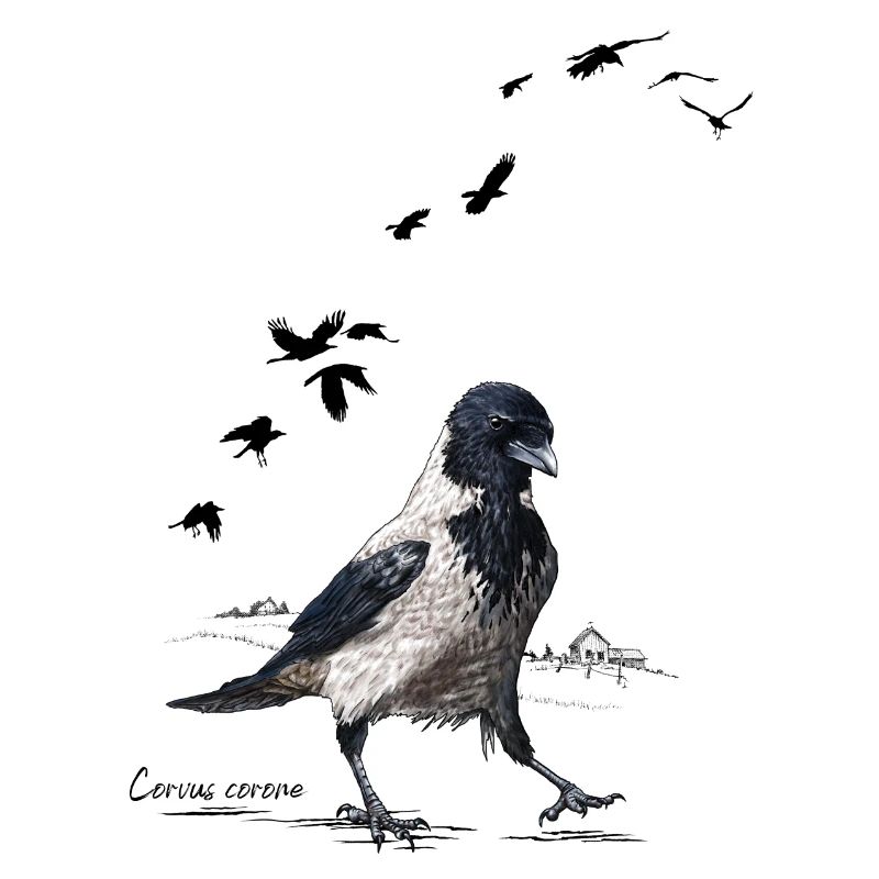 Corbeau à capuchon