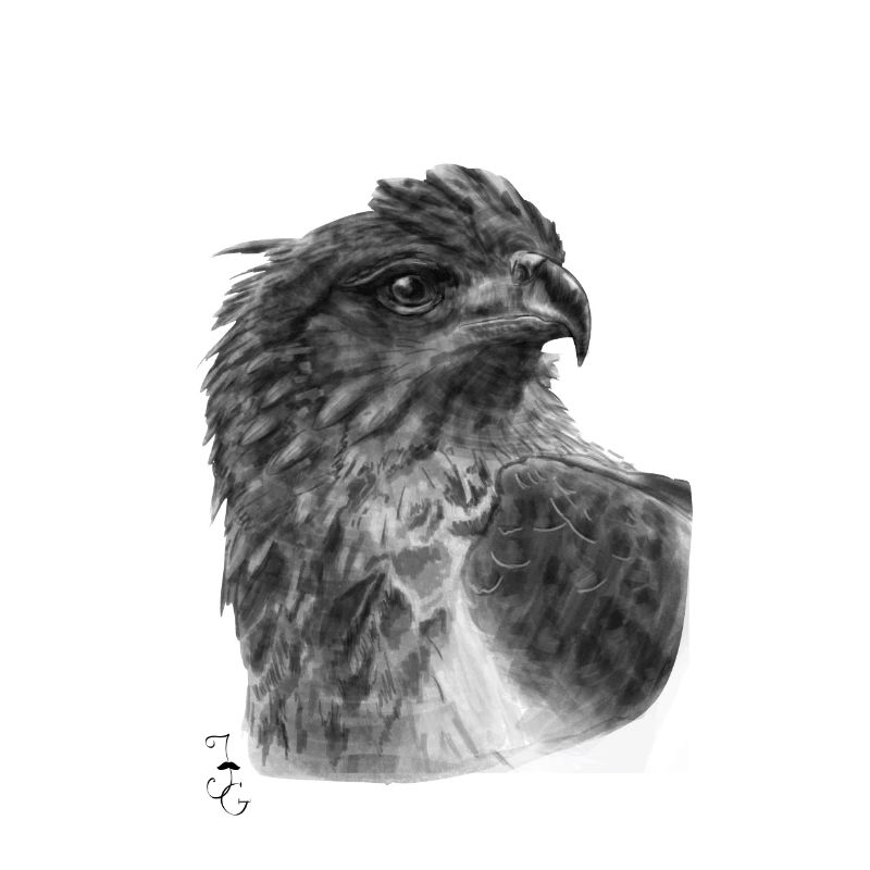 Vogel