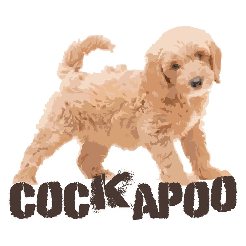 Cockapoo