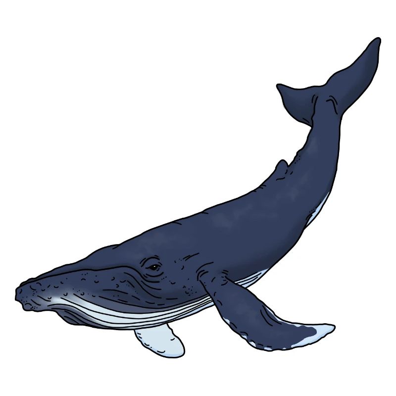 Blue whale colored