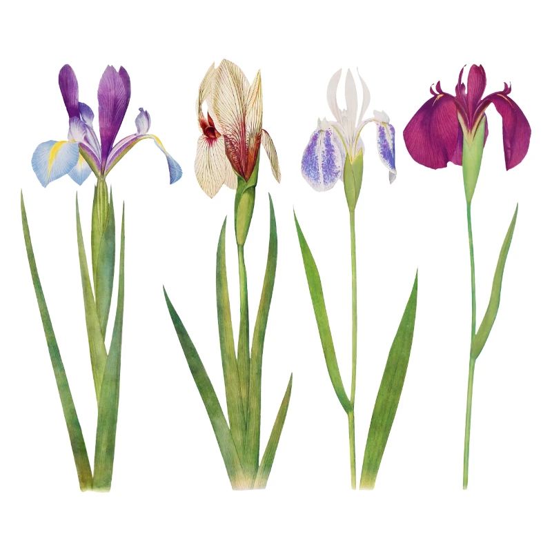 iris