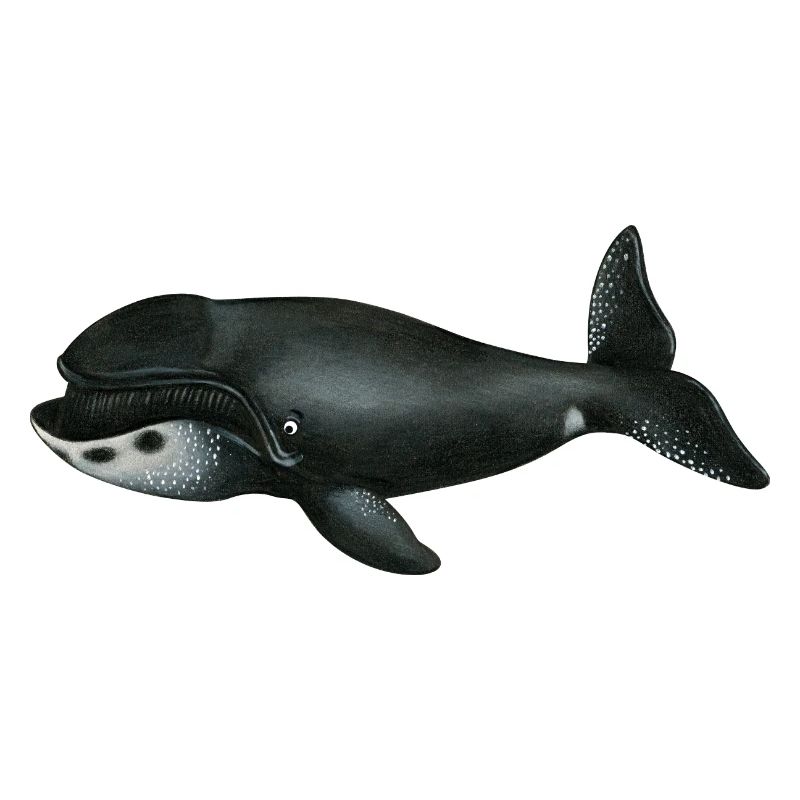 bowhead whale