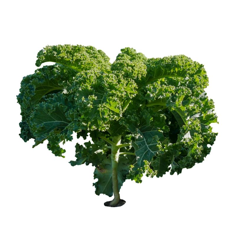 Kale Gift Gift Idea Cabbage Ride Green